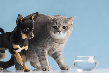 Pet Dehydration Revealed - 4 Crucial Things Every Pet Owner Must Know in 2023
