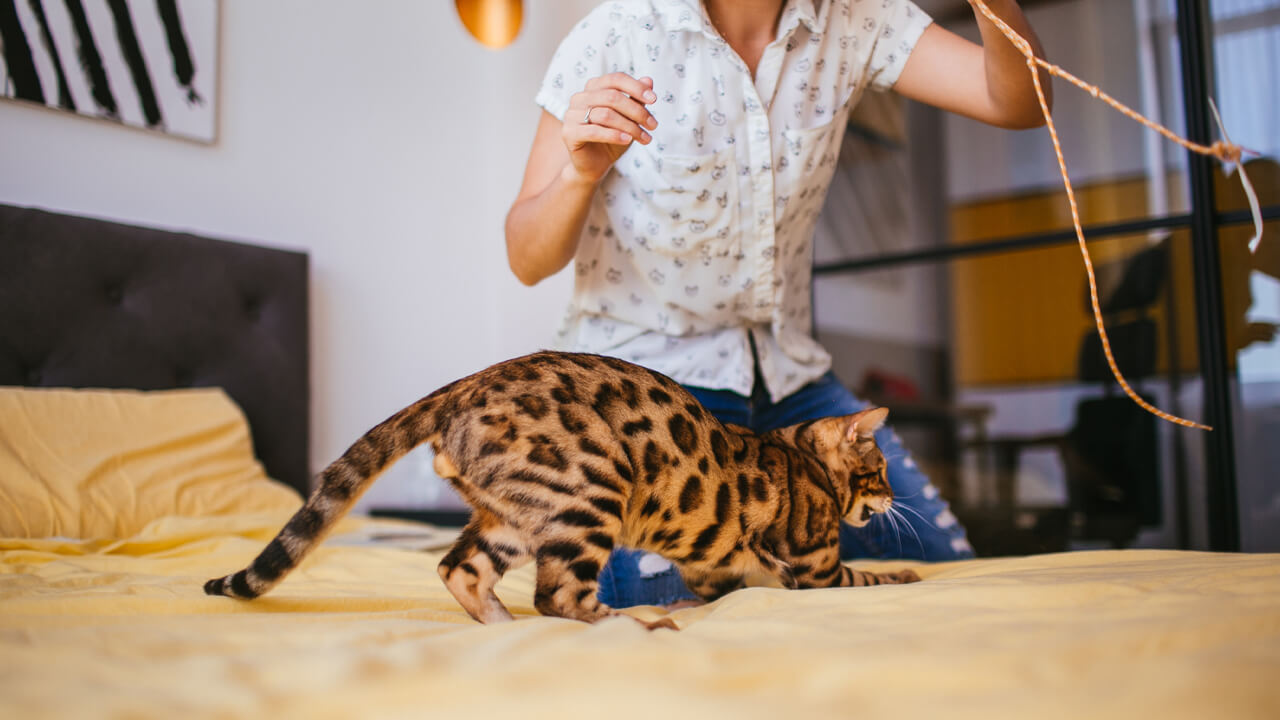 6 Purr-fectly Ingenious Ways to Keep Your Indoor Cat Amused in 2023